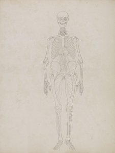 Studie av människofiguren, framifrån, från "En jämförande anatomisk utläggning av människokroppens struktur med en tiger och en höns", ca 1795-1806 (grafit och bläck på papper) av George Stubbs