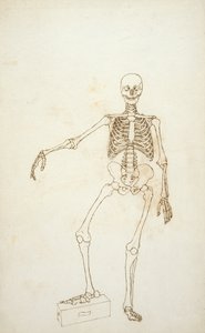 Studie av den mänskliga figuren, anterior View, från "En jämförande anatomisk utläggning av människokroppens struktur med en tiger och en vanlig fågel" av George Stubbs