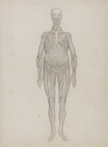 Studie av människofiguren, anterior View, från 