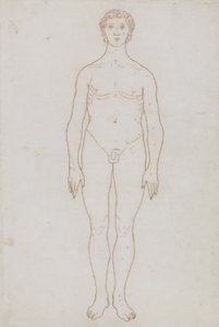 Studie av den mänskliga figuren, anterior View, från 