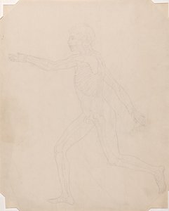 Studie av människofiguren, sidovy, en jämförande anatomisk beskrivning av människokroppens struktur med en tiger och en höns, ca 1795-1806 (grafit på patronpapper) av George Stubbs