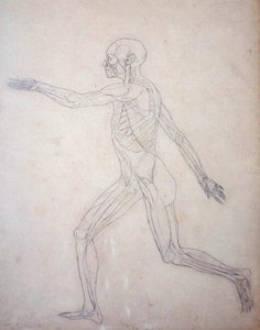 Studie av människofiguren, sidovy, från en jämförande anatomisk beskrivning av människokroppens struktur med en tiger och en höns, ca 1795-1806 (grafit på patronpapper) av George Stubbs