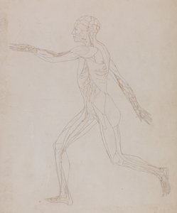 Studie av människofiguren, sidovy, från en jämförande anatomisk beskrivning av människokroppens struktur med en tiger och en höns, ca 1795-1806 (grafit på papper) av George Stubbs