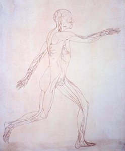 Studie av människofiguren, sidovy, från en jämförande anatomisk beskrivning av människokroppens struktur med en tiger och en höns, ca 1795-1806 (bläck på papper) av George Stubbs