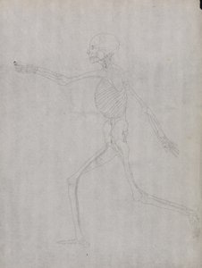 Studie av människofiguren, sidovy, från en jämförande anatomisk beskrivning av människokroppens struktur med en tiger och en höns, 1795-1806 (grafit på kraftigt vävt papper) av George Stubbs