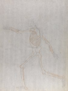 Studie av människofiguren, sidovy, från en jämförande anatomisk beskrivning av människokroppens struktur med en tiger och en fågelhöna, 1795-1806 (grafit och röd krita på tunn w av George Stubbs