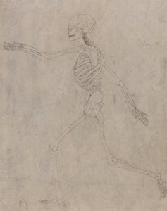 Studie av människofiguren, sidovy, från en jämförande anatomisk beskrivning av människokroppens struktur med en tiger och en höns, 1795-1806 (grafit med bläck på tung väv av George Stubbs