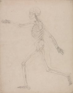 Studie av människofiguren, sidovy, från en jämförande anatomisk beskrivning av människokroppens struktur med en tiger och en höns, 1795-1806 (grafit på kraftigt vävt papper) av George Stubbs