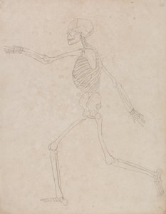 Studie av människofiguren, sidovy, från en jämförande anatomisk beskrivning av människokroppens struktur med en tiger och en höns, 1795-1806 (grafit på kraftigt vävt papper) av George Stubbs