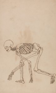 Studie av människofiguren, sidovy, från en jämförande anatomisk utläggning av människokroppens struktur med en tiger och en höns, 1795-1806 (penna och bläck över grafit på väv av George Stubbs