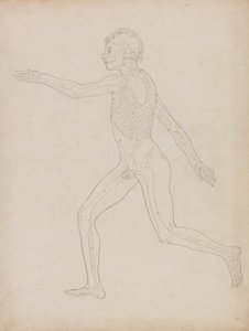 Studie av människofiguren, sidovy, från en jämförande anatomisk beskrivning av människokroppens struktur med en tiger och en höns, 1795-1806 (grafit på kraftigt vävt papper) av George Stubbs