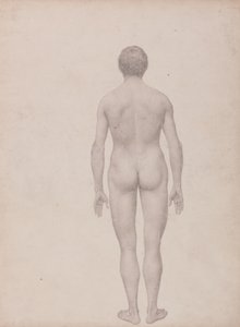 Studie av människofiguren, posterior vy, odissekerad, avslutad studie för tabell VII, från en jämförande anatomisk beskrivning av människokroppens struktur med en tiger och en fågelhöna av George Stubbs