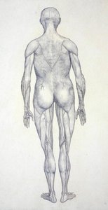 Studie av människofiguren, bakifrån, från en jämförande anatomisk utläggning av människokroppens struktur med en tiger och en höns, ca 1795-1806 (grafit på patronpapper) av George Stubbs