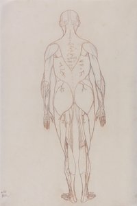 Studie av människofiguren, bakifrån, från en jämförande anatomisk utläggning av människokroppens struktur med en tiger och en höns, ca 1795-1806 (röd krita på patronpapper) av George Stubbs