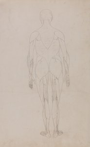 Studie av människofiguren, bakifrån, från en jämförande anatomisk beskrivning av människokroppens struktur med en tiger och en höns, ca 1795-1806 (grafit och bläck på papper) av George Stubbs