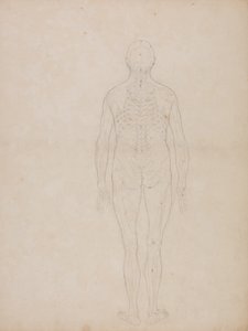 Studie av människofiguren, bakifrån, från en jämförande anatomisk utläggning av människokroppens struktur med en tiger och en höns, ca 1795-1806 (grafit på patronpapper) av George Stubbs