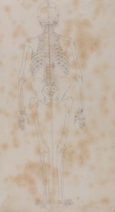 Studie av människofiguren, bakifrån, från en jämförande anatomisk utläggning av människokroppens struktur med en tiger och en höns, ca 1795-1806 (grafit på papper) av George Stubbs