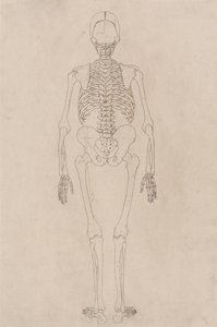 Studie av människofiguren, bakifrån, från en jämförande anatomisk utläggning av människokroppens struktur med en tiger och en höns, ca 1795-1806 (bläck på patronpapper) av George Stubbs