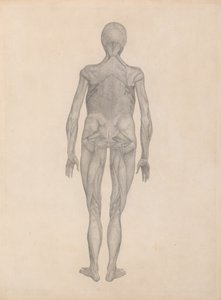 Studie av människofiguren, posteriorvy, med hud och underliggande fasciavävnader borttagna, från A Comparative Anatomical Exposition of the Structure of the Human Body med en Tiger och en Comm av George Stubbs
