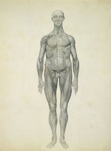 Människofiguren, framifrån, från serien "A Comparative Anatomical Exposition of the Structure of the Human Body with the of a Tiger and a Common Fowl" av George Stubbs