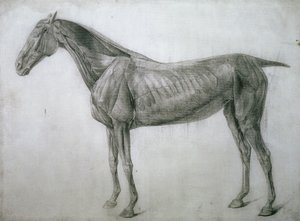 The Study of Muscles: Ecorche-teckning sett från flanken, från 13:e anatomiska bordet, från hästens anatomi, 1766 av George Stubbs