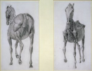 Studiet av muskler: vyer framifrån och bakifrån, från 13:e anatomiska tabellen, från hästens anatomi, 1766 av George Stubbs