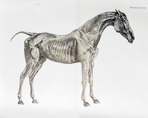 Tredje anatomiska tabellen, från "The Anatomy of the Horse" av George Stubbs