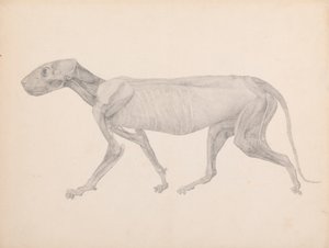 Tigerkropp, sidovy (färdig ritning för opublicerad tabell; visar det tredje steget i dissekering) av George Stubbs