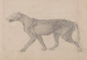 Tigerkropp, sidovy (första av nio teckningar av ett annat exemplar av tiger) av George Stubbs