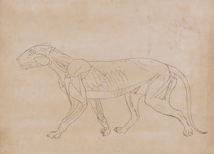 Tigerkropp, sidovy (konturritning för en nyckelfigur) av George Stubbs