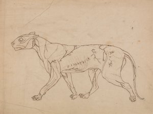Tigerkropp, sidovy (översiktsstudie av ytmusklerna och deras blodtillförsel, troligen gjord för en nyckelfigur) av George Stubbs