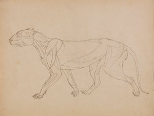 Tigerkropp, sidovy (troligen gjord som grund för en nyckelfigur) av George Stubbs
