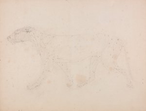 Tiger kropp, sidovy (studie av musklerna för nyckelfiguren till tabell IX) av George Stubbs