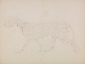 Tigerkropp, sidovy (Studie av de övre lagren av muskler och deras blodtillförsel förberedd för nyckeltalet i Tabell XIV) av George Stubbs
