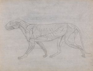 Tigerkropp, sidovy av George Stubbs