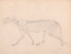 Tigerkropp, sidovy av George Stubbs
