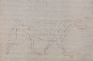 Tiger kropp, sidovy av George Stubbs