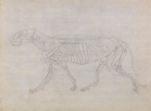 Tigerkropp, sidovy av George Stubbs
