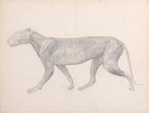 Tiger, sidovy, med bindväven som ligger över musklerna borttagen (avslutad studie för tabell XIV) av George Stubbs