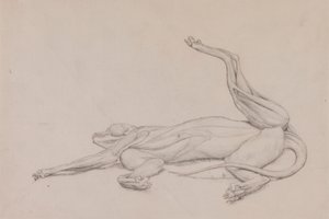 Tiger, liggande, sedd ventralt av George Stubbs