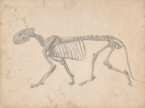 Tigerskelett, sidovy (avslutad studie för tabell IV) av George Stubbs