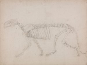 Tigerskelett, sidovy av George Stubbs