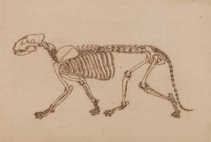 Tigerskelett, sidovy av George Stubbs