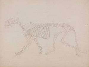 Tigerskelett, sidovy av George Stubbs