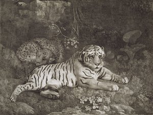 Två Tygers, graverade av konstnären, pub. 1788 (etsning) av George Stubbs