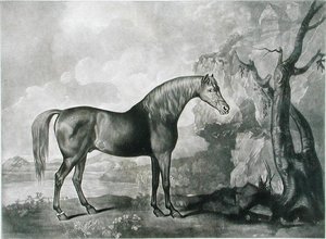 Brown Horse Mask, efter George Stubbs, 1773 (mezzotint)