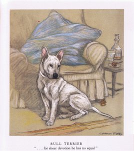 Bull Terrier (färglitografi)