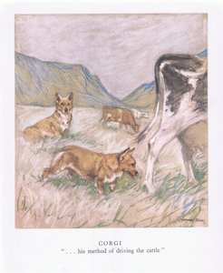 Corgi (färglitografi)