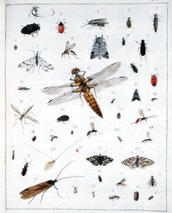 Olika insekter, tallrik III från 