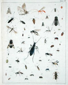 Olika insekter, tallrik VII från 